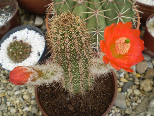 Kaktusi poeli cvjetati - Page 39 93f2cbc0-Picture 5856
